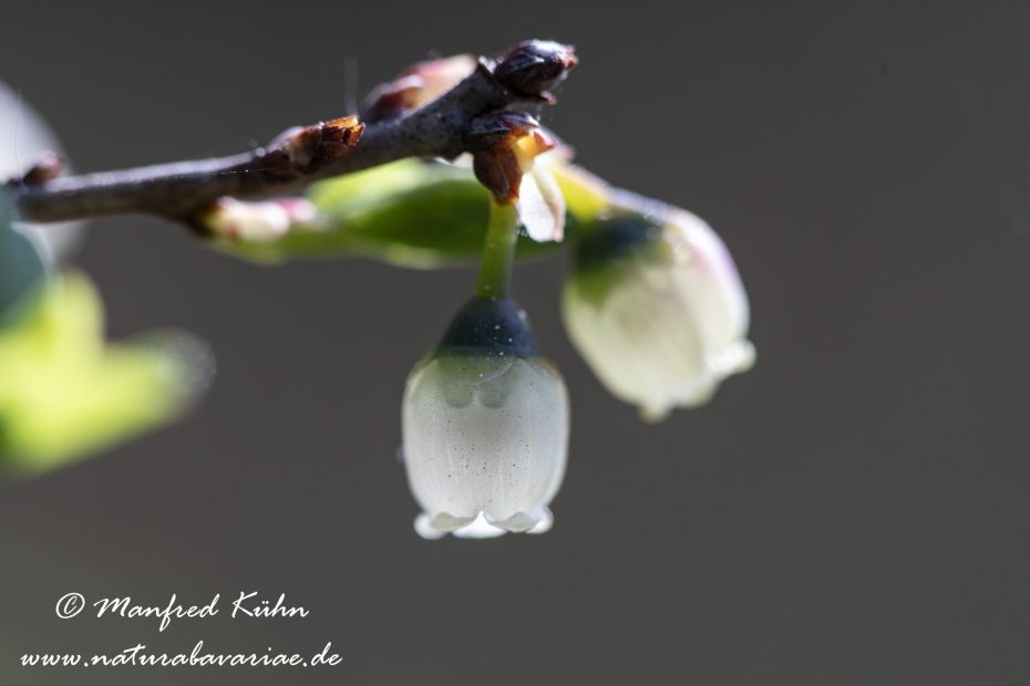 Rauschbeere ()_0005