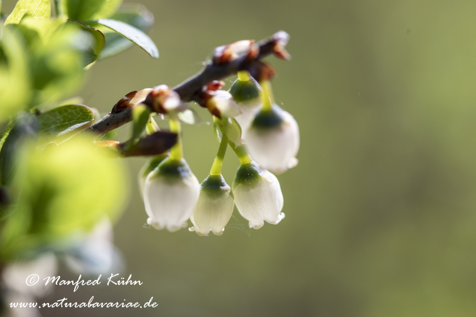 Rauschbeere ()_0006