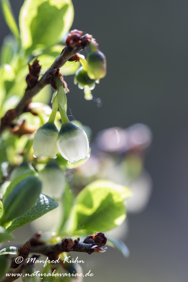 Rauschbeere ()_0010