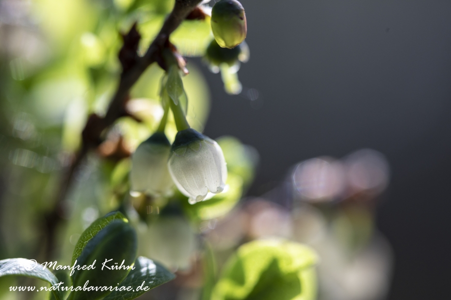 Rauschbeere ()_0012