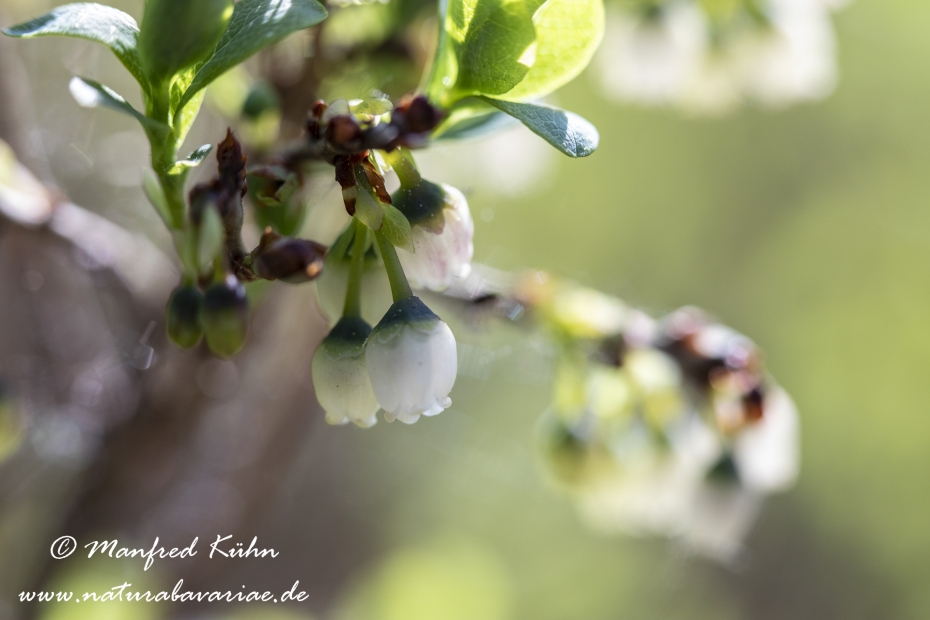Rauschbeere ()_0014