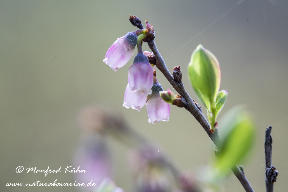 Rauschbeere ()_0016