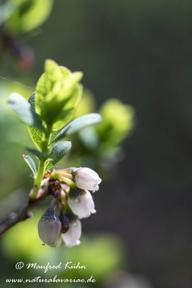Rauschbeere ()_0017