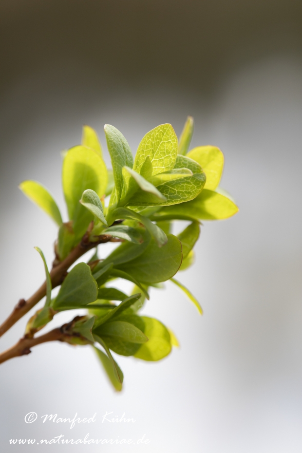 Rauschbeere ()_0021