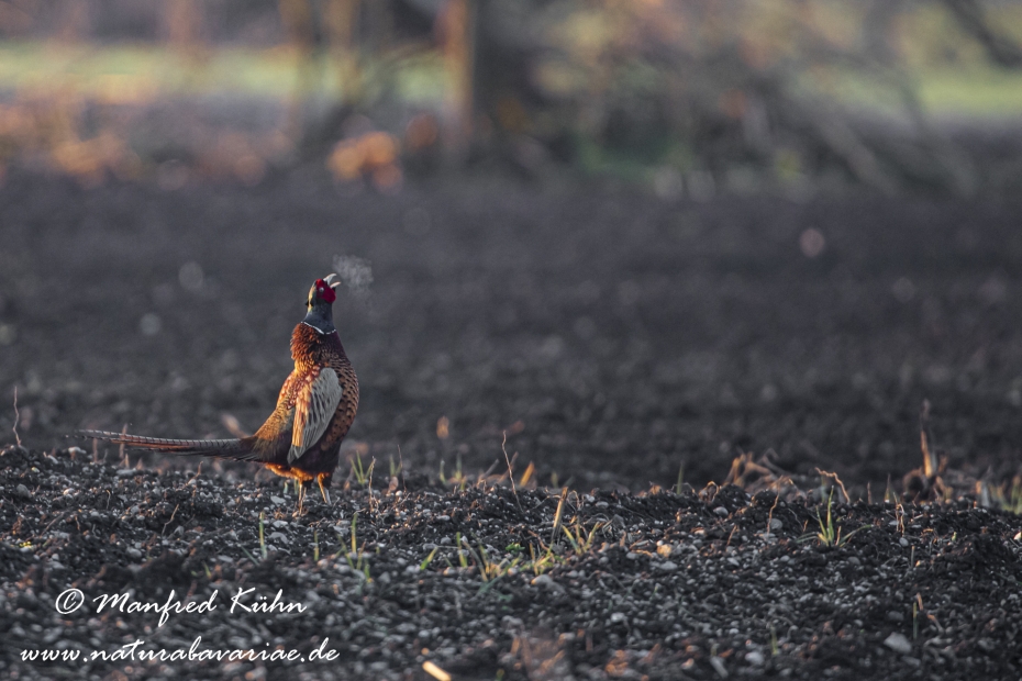 Fasan (Jagdfasan)_0098