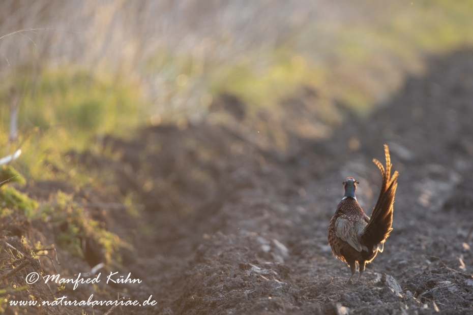 Fasan (Jagdfasan)_0113