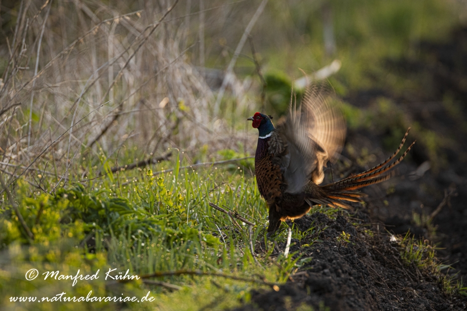 Fasan (Jagdfasan)_0120