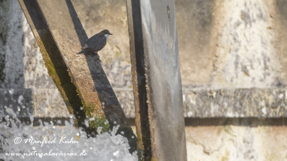 Wasseramsel ()_0025