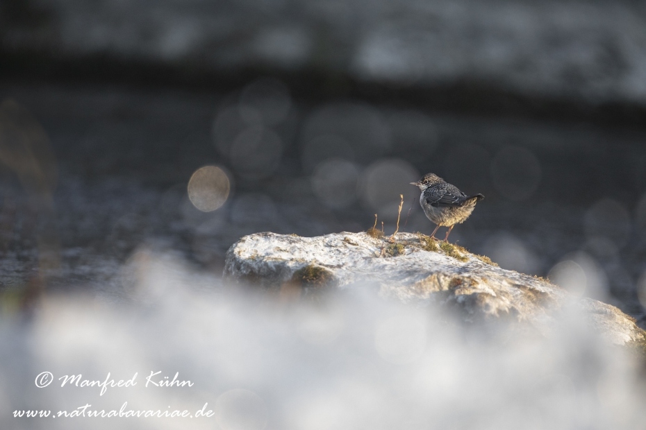 Wasseramsel ()_0028