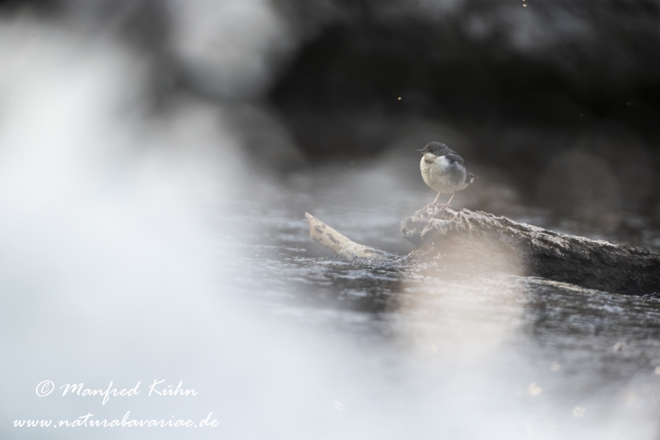 Wasseramsel ()_0107