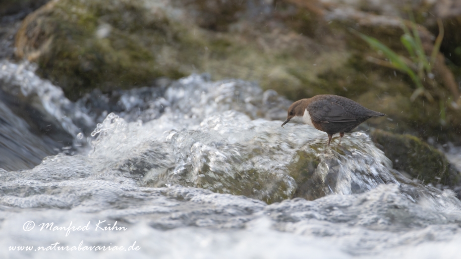 Wasseramsel ()_0117