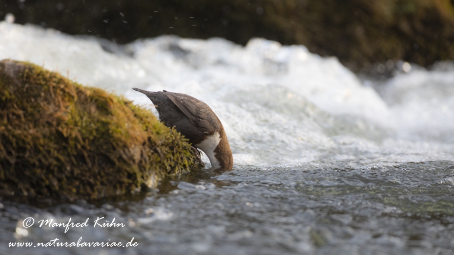 Wasseramsel ()_0118