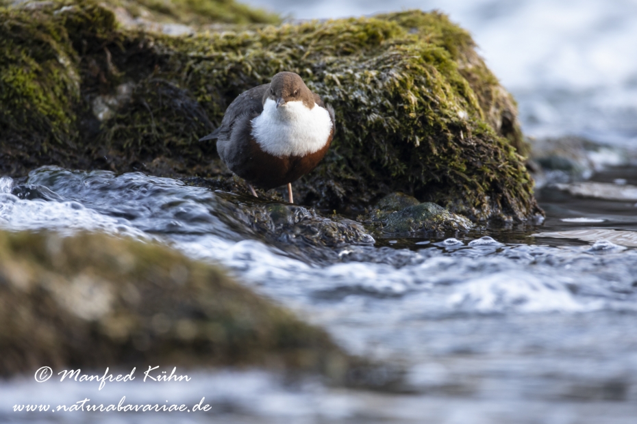 Wasseramsel ()_0164