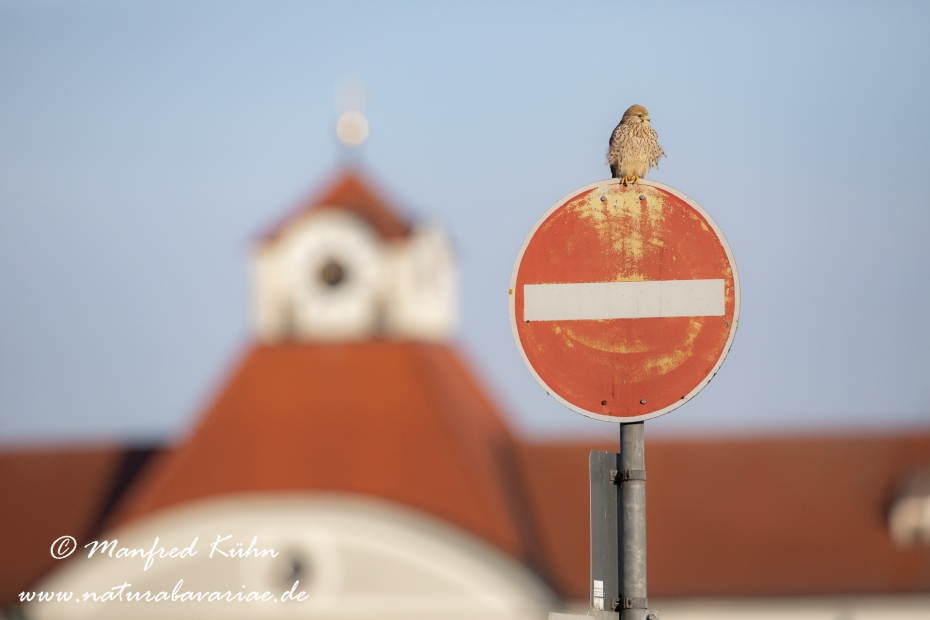 Turmfalke ()_0037