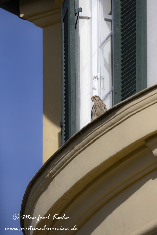 Turmfalke ()_0046