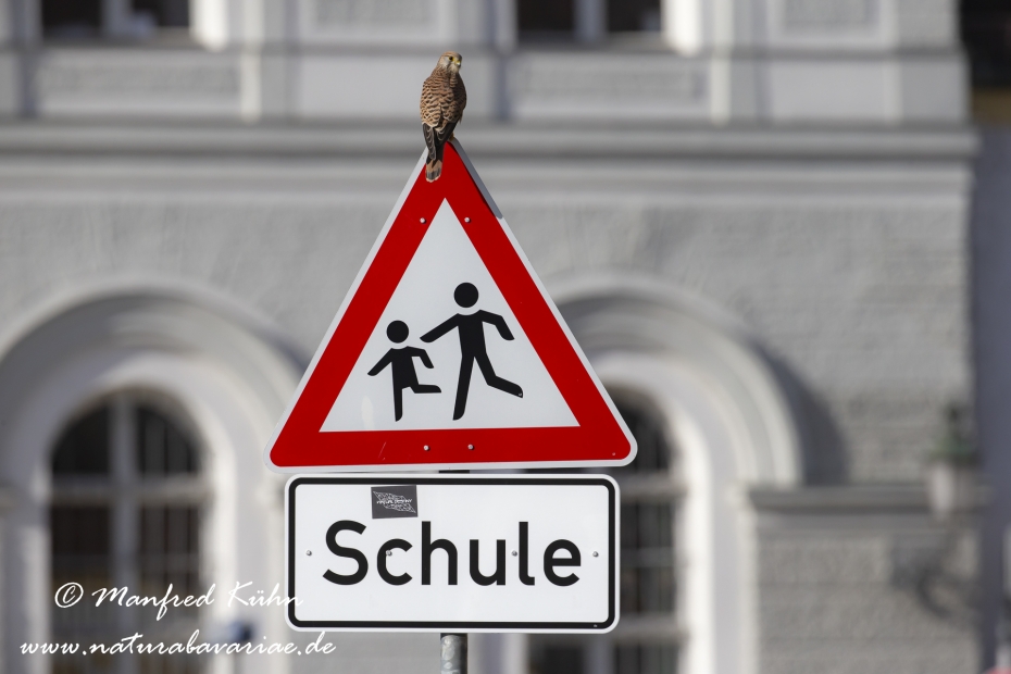 Turmfalke ()_0049