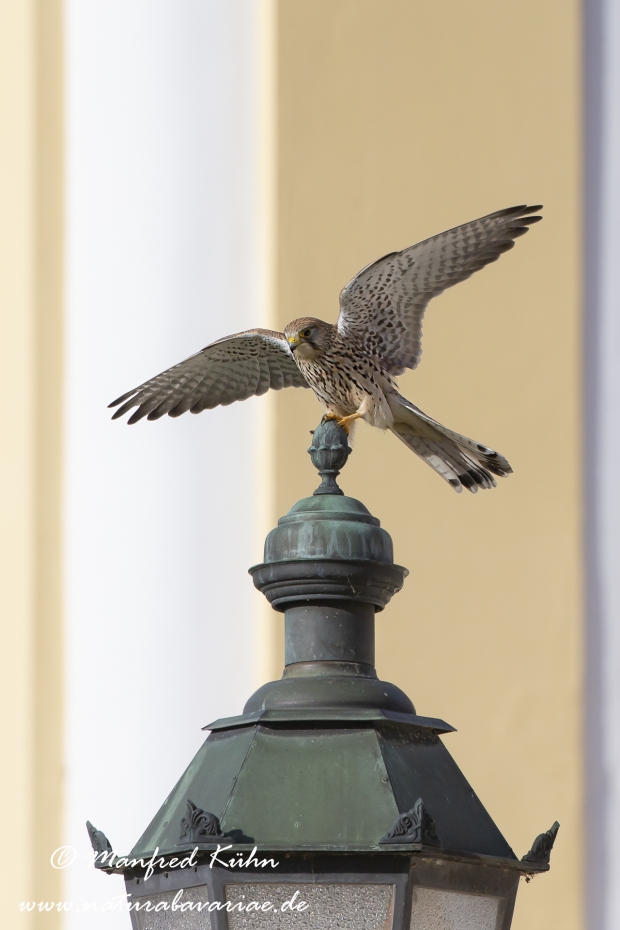 Turmfalke ()_0050