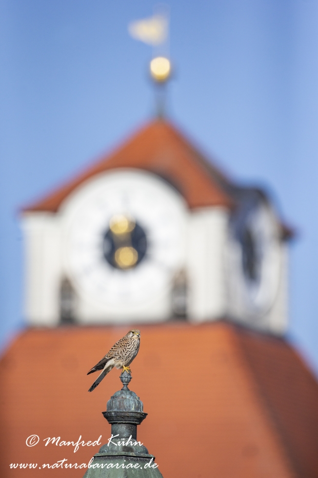 Turmfalke ()_0051