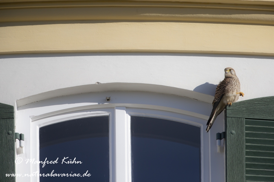 Turmfalke ()_0053
