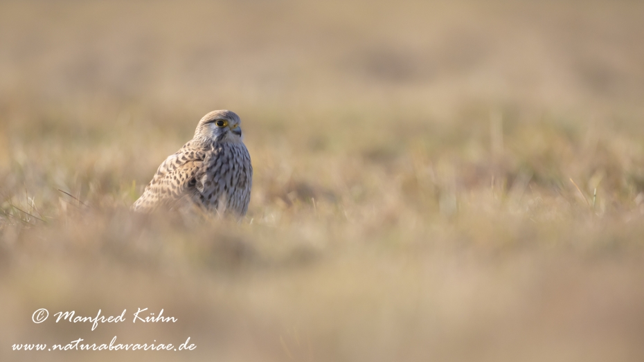 Turmfalke ()_0073