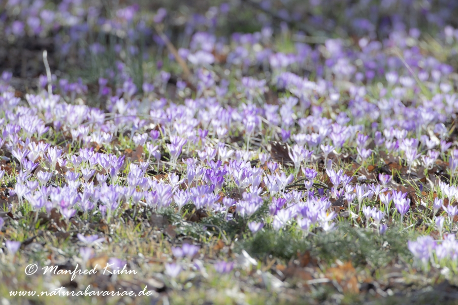 Krokus (Elfen-)_0001