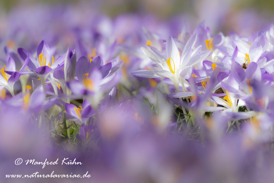 Krokus (Elfen-)_0005