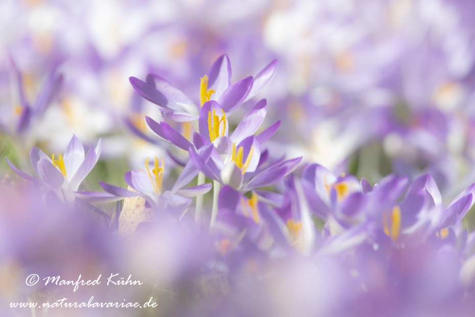 Krokus (Elfen-)_0008