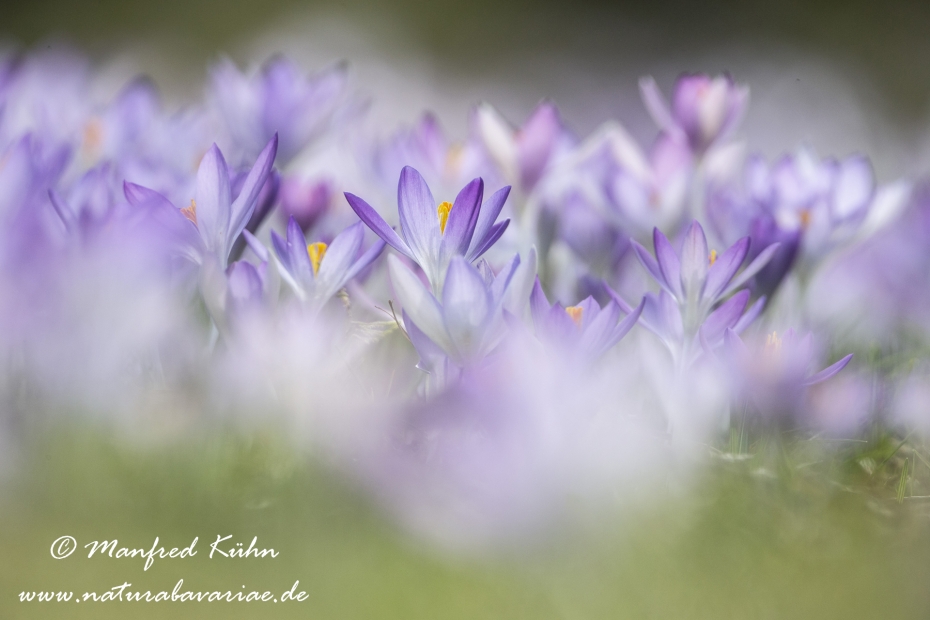 Krokus (Elfen-)_0010