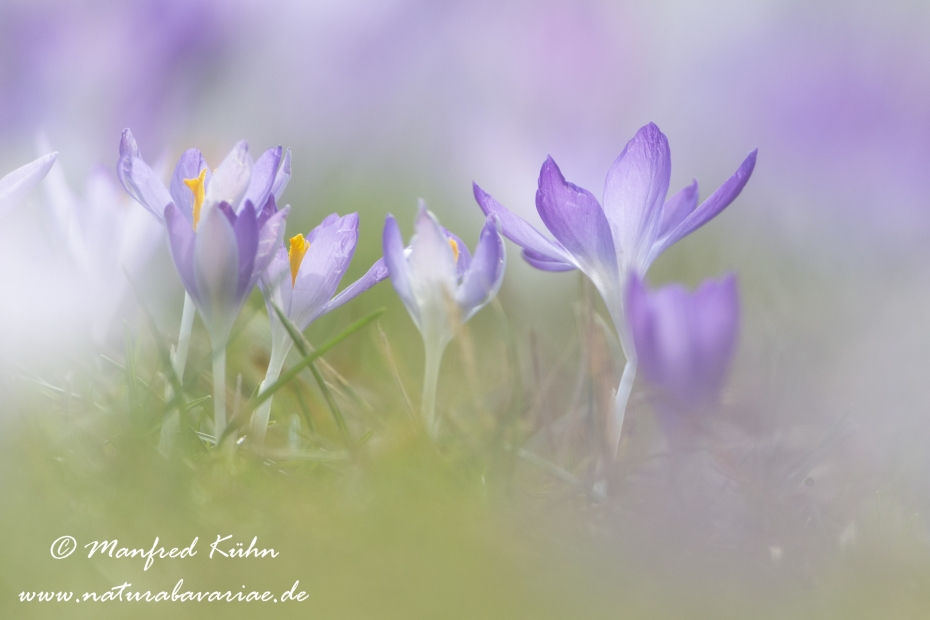 Krokus (Elfen-)_0011