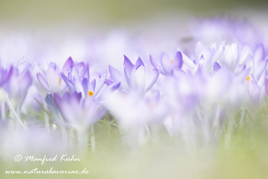 Krokus (Elfen-)_0017