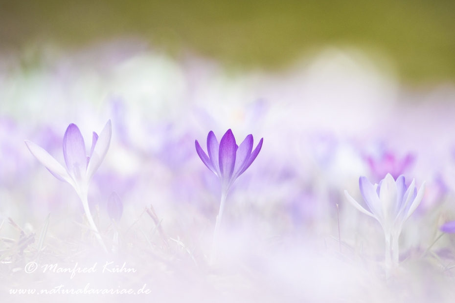 Krokus (Elfen-)_0018