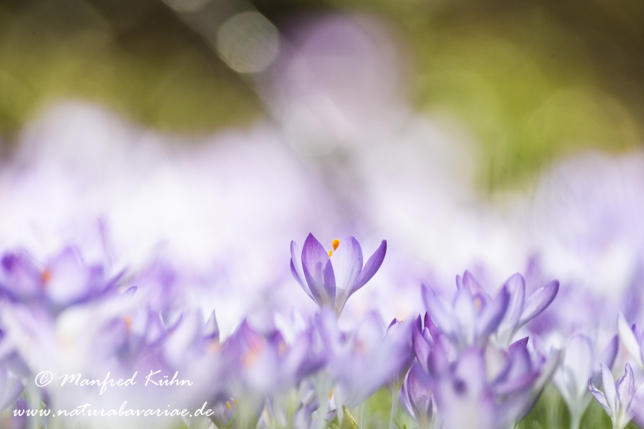 Krokus (Elfen-)_0019