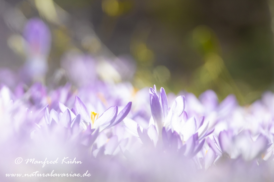 Krokus (Elfen-)_0021
