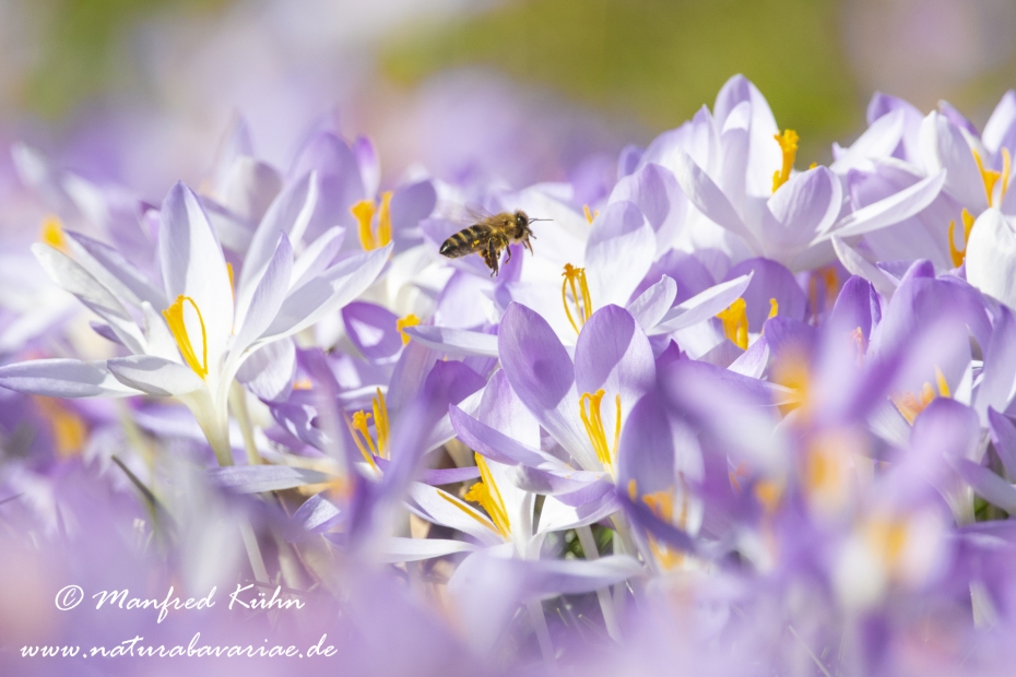 Krokus (Elfen-)_0022