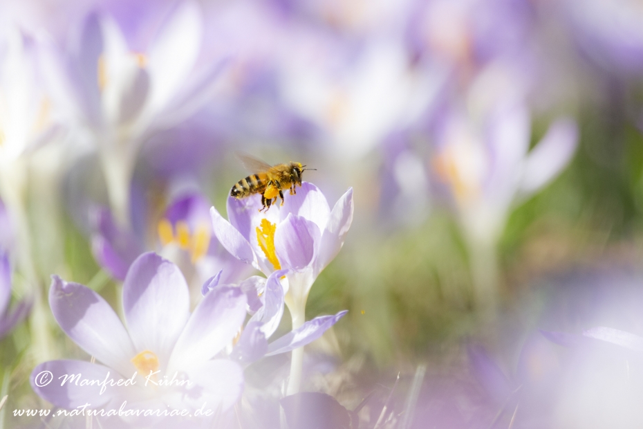 Krokus (Elfen-)_0023