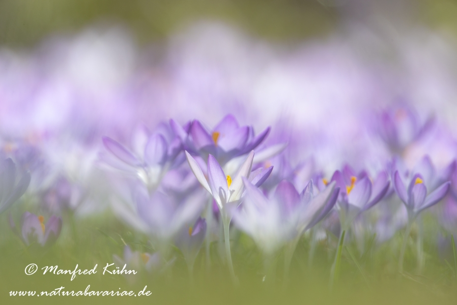 Krokus (Elfen-)_0031