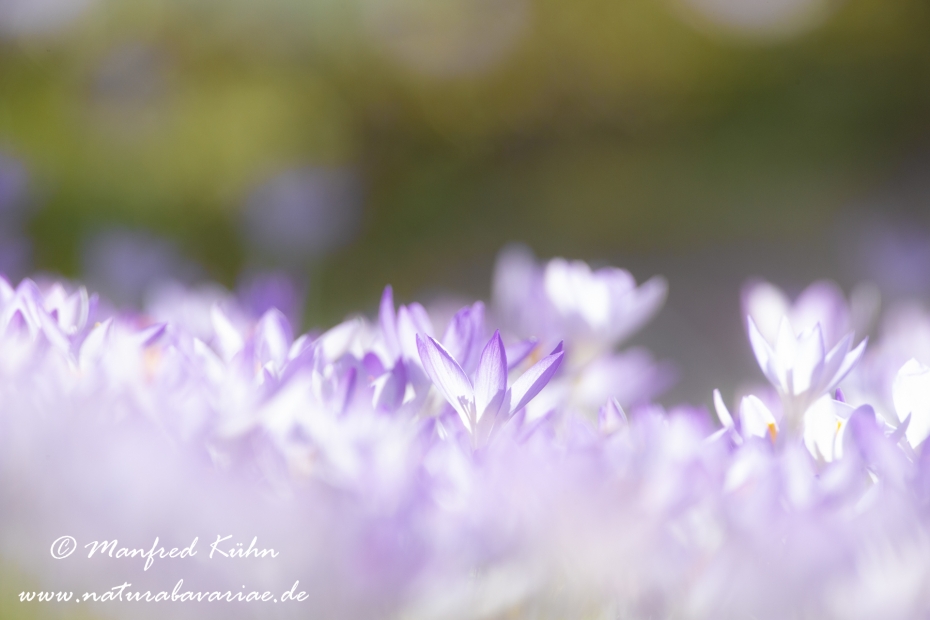 Krokus (Elfen-)_0033