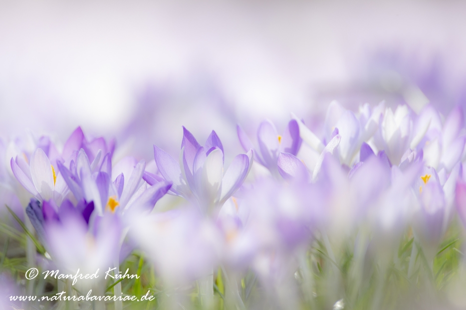 Krokus (Elfen-)_0035