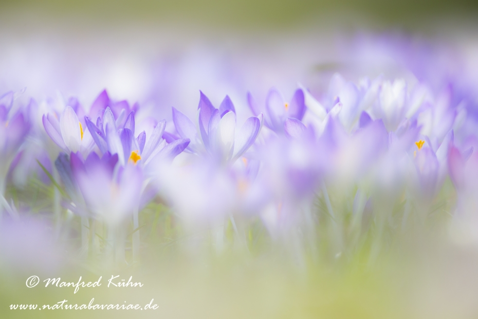 Krokus (Elfen-)_0037