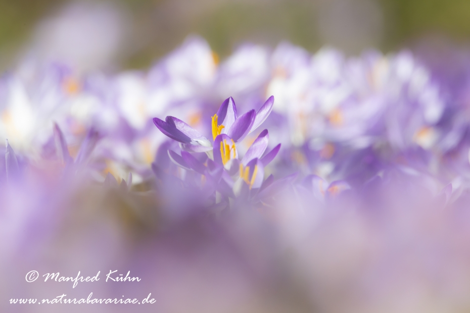 Krokus (Elfen-)_0041