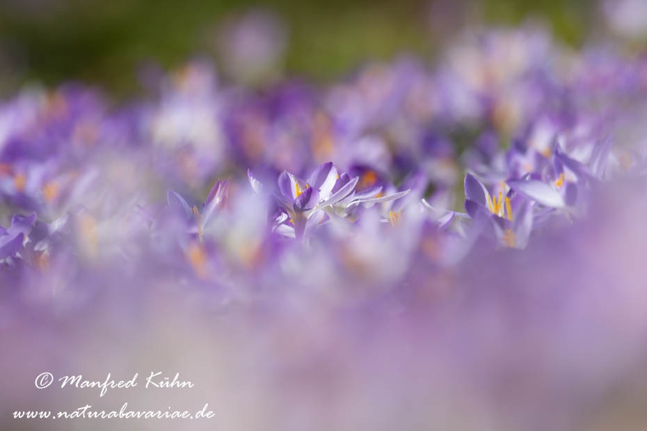 Krokus (Elfen-)_0043