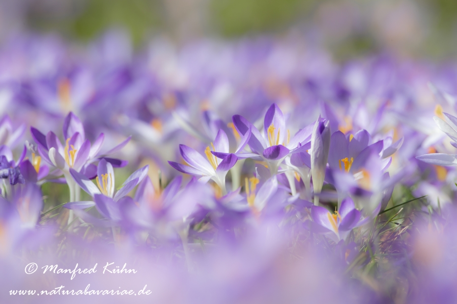 Krokus (Elfen-)_0044