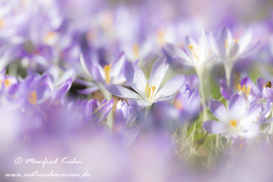Krokus (Elfen-)_0045
