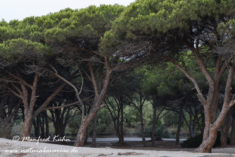 Sardinien (Italien)_0894
