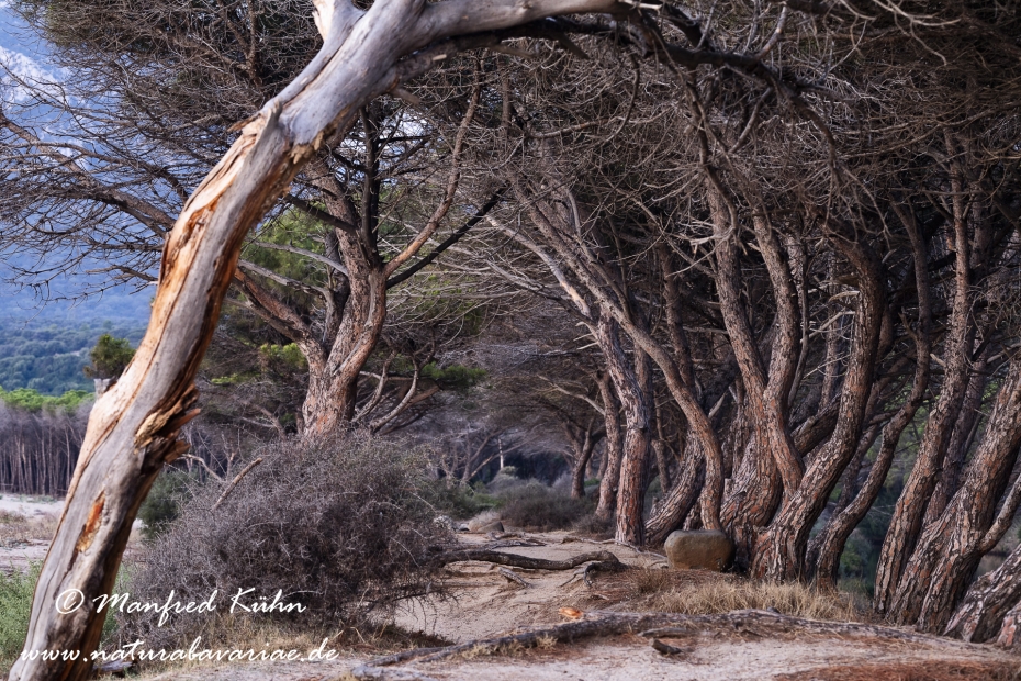 Sardinien (Italien)_0908