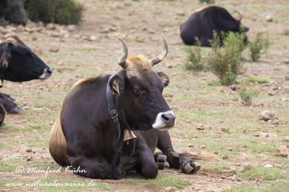 Sardinien (Italien)_1005