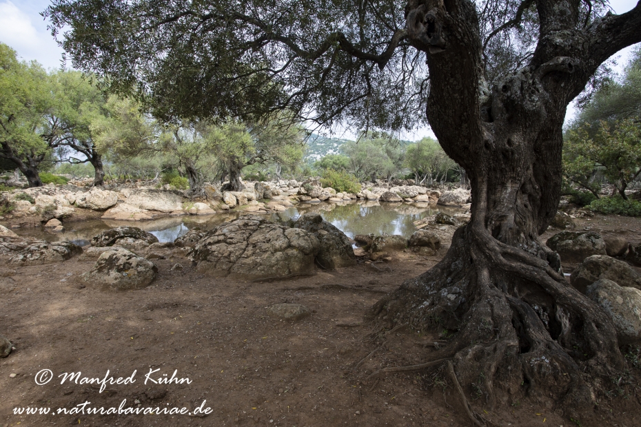 Sardinien (Italien)_1010