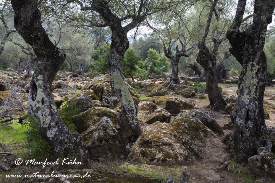 Sardinien (Italien)_1013