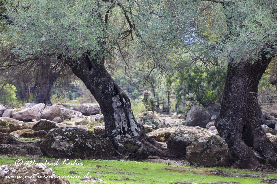 Sardinien (Italien)_1016