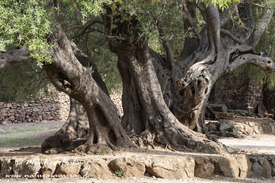 Sardinien (Italien)_1020